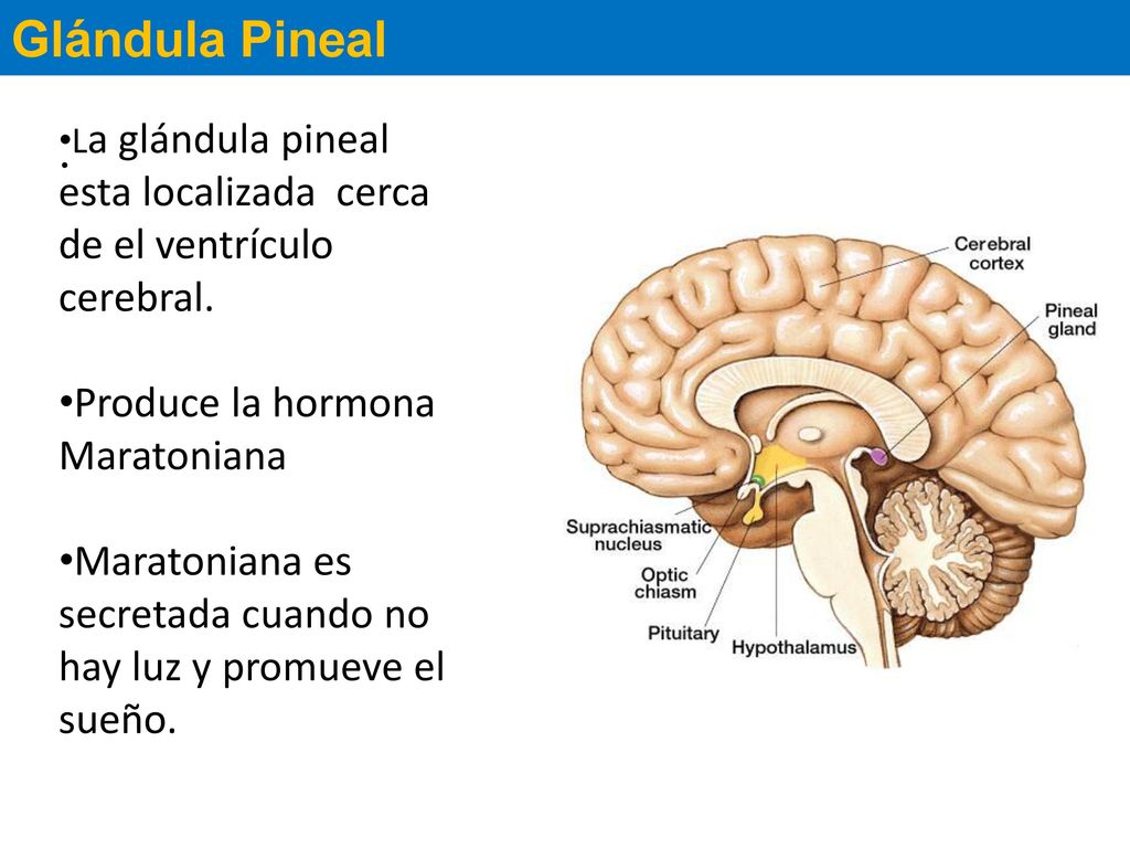 que hormona secreta la glandula pineal y <a href= que hormona secreta la glandula pineal y cuales son sus efectos